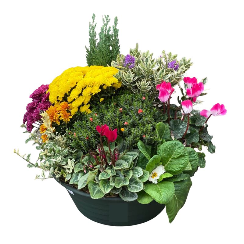 Coupe plante coloré main image 0